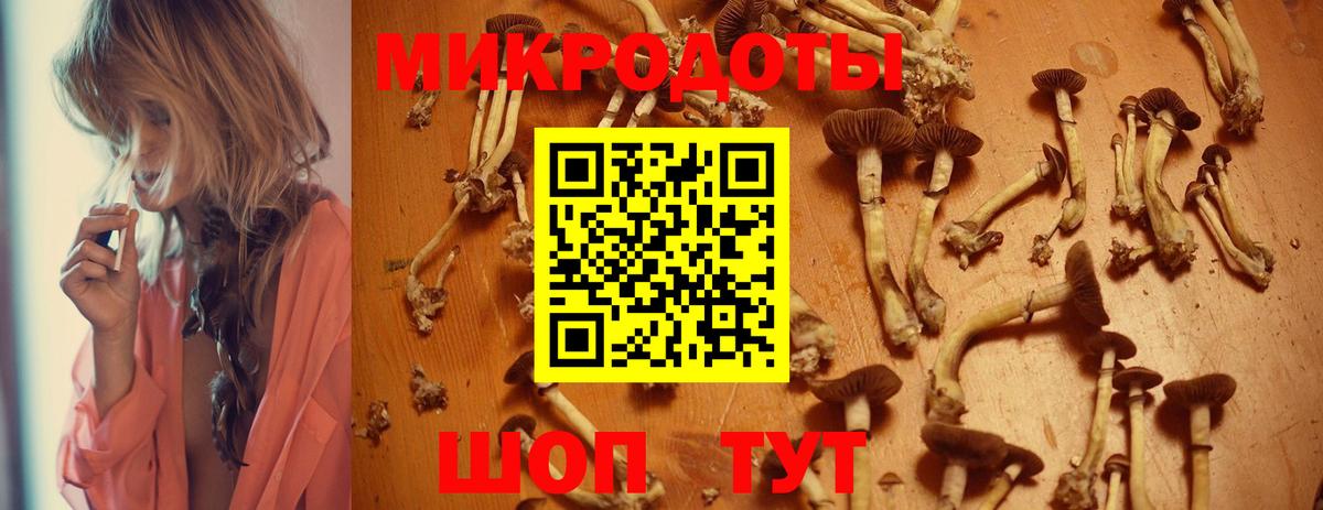 Псилоцибиновые грибы Psilocybe  Тейково 